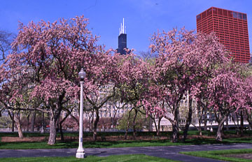 Chicago Cubs country