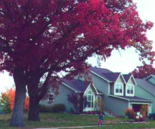 Fall on Oaktree Trail